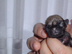 Angel is hier 7 dagen oud.